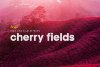 cherry_01-.jpg