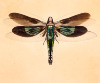 DragonsHeart-1_1200px.jpg