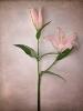 VSWN24MWThWcPAKGcs0y_Flowers-5708.jpg